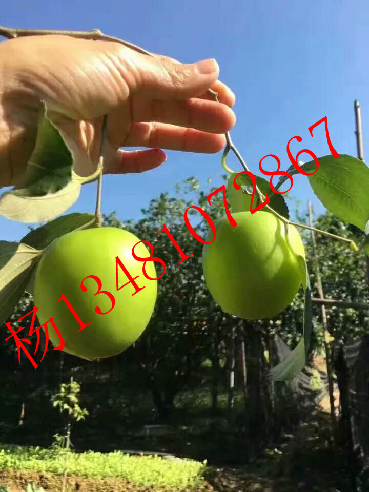 棗苗圖片/棗苗樣板圖 (4)