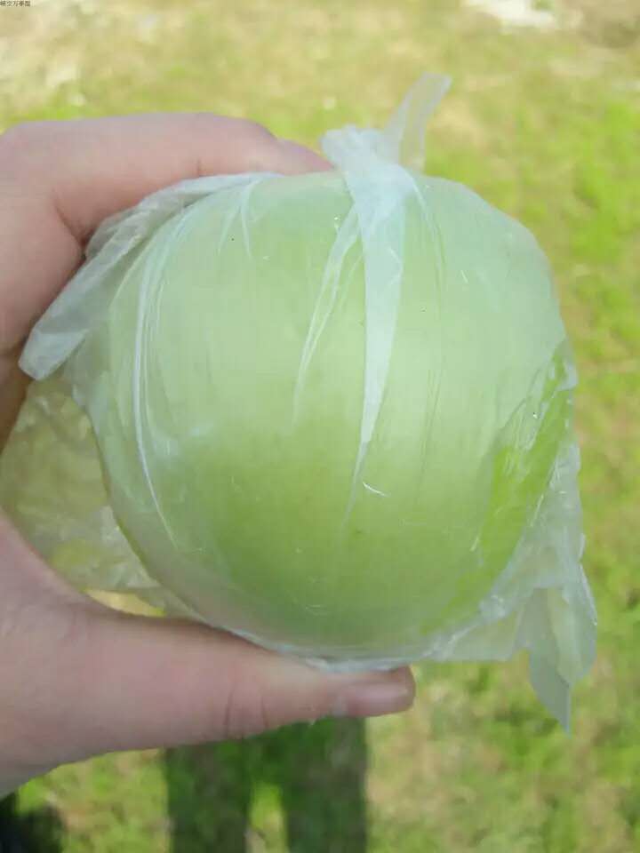 蜜棗圖片/蜜棗樣板圖 (3)