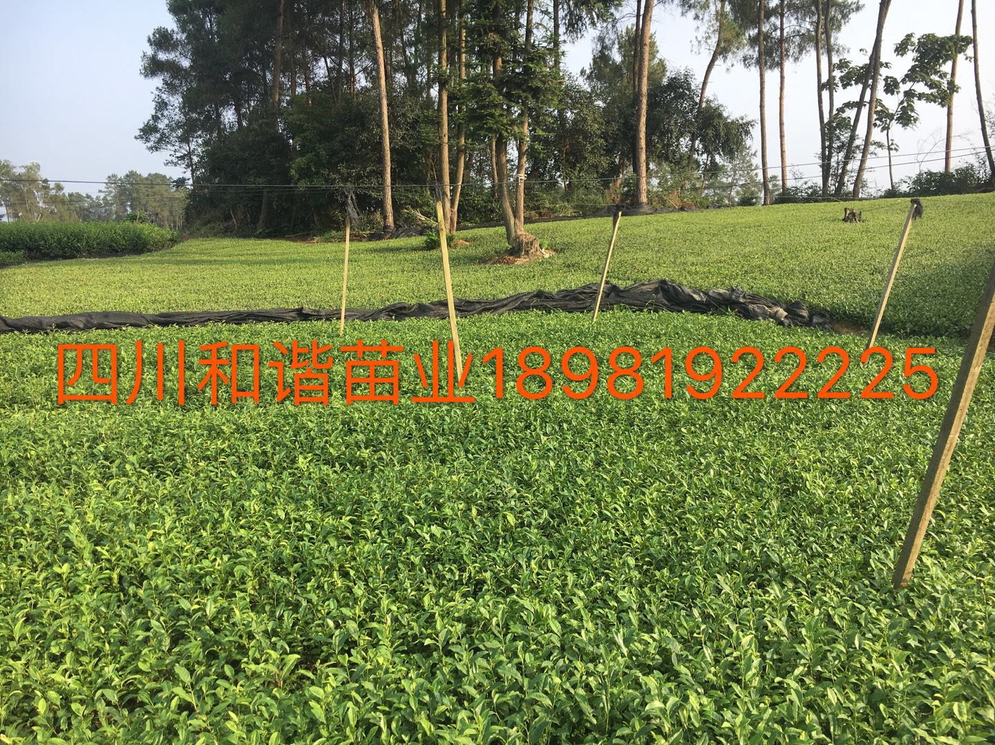 黃金芽茶苗圖片/黃金芽茶苗樣板圖 (4)