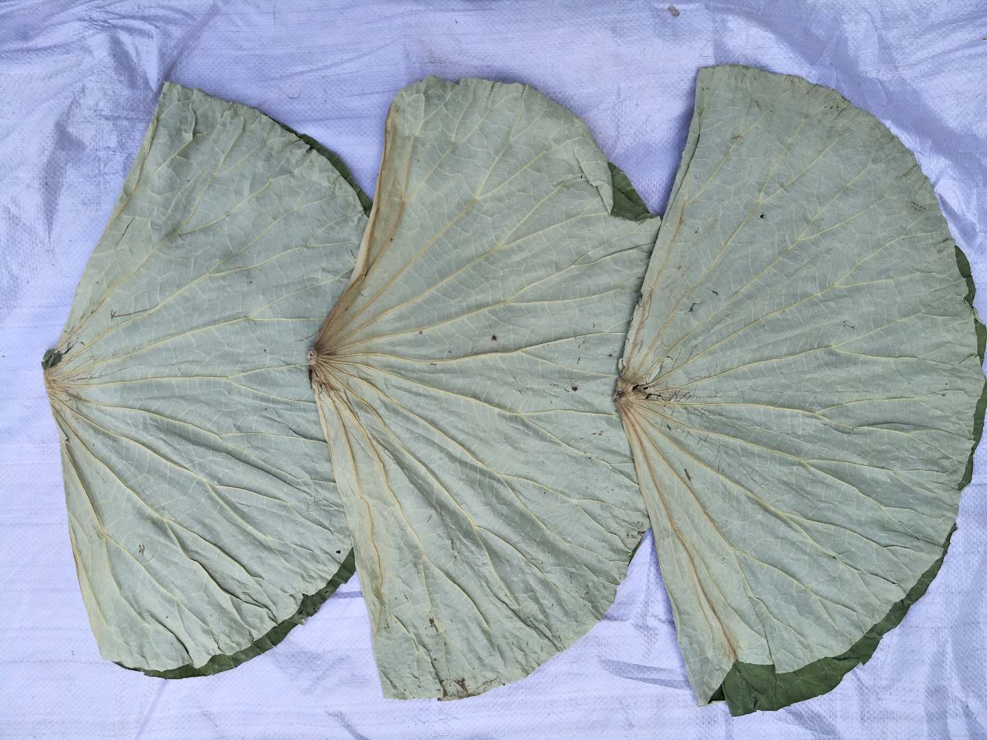 干荷葉圖片/干荷葉樣板圖 (4)