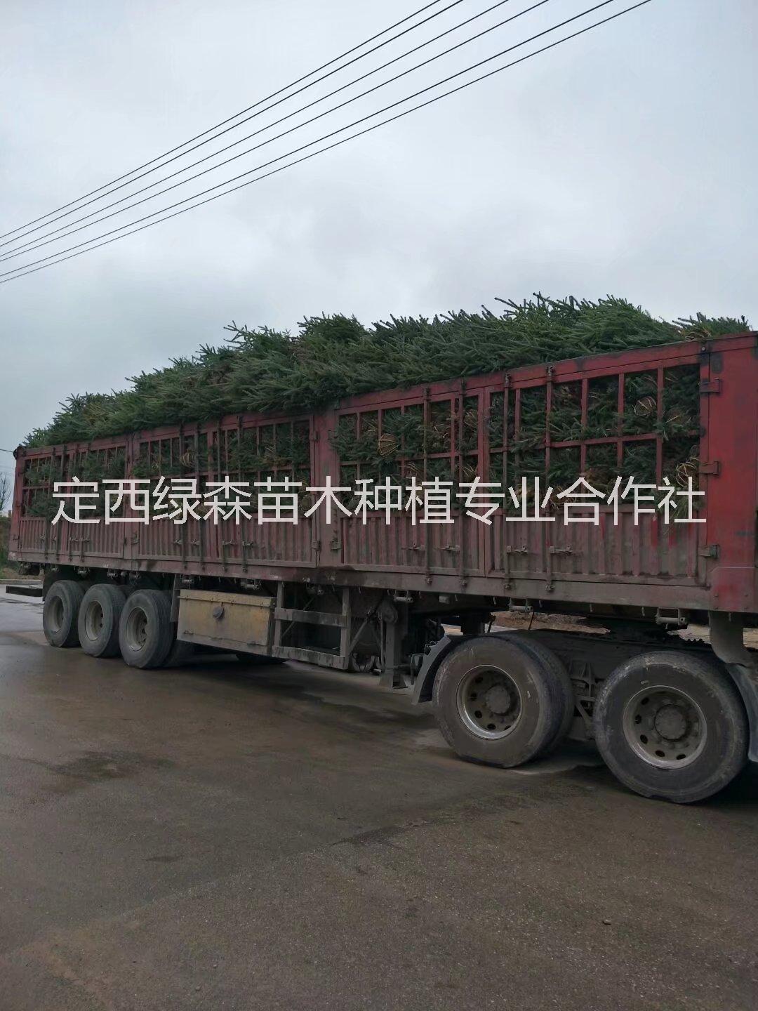 云杉圖片/云杉樣板圖 (2)