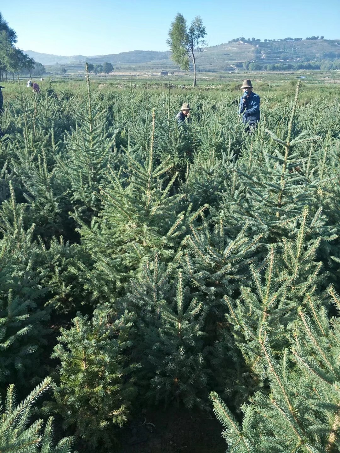 甘肅云杉圖片/甘肅云杉樣板圖 (3)