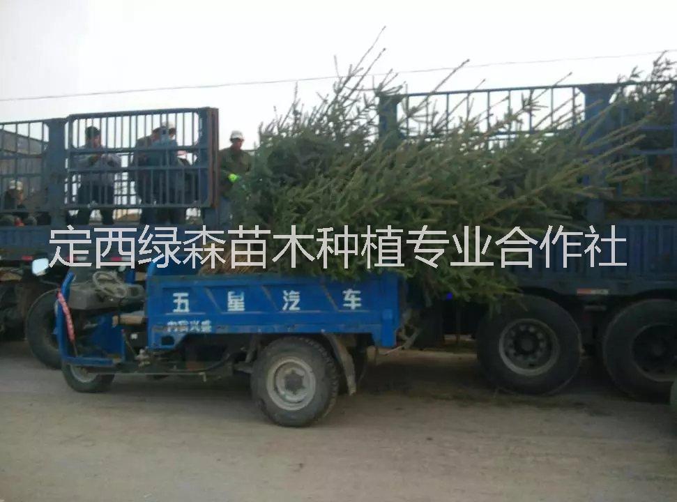 甘肅云杉、甘肅云杉春季造林樹苗圖片