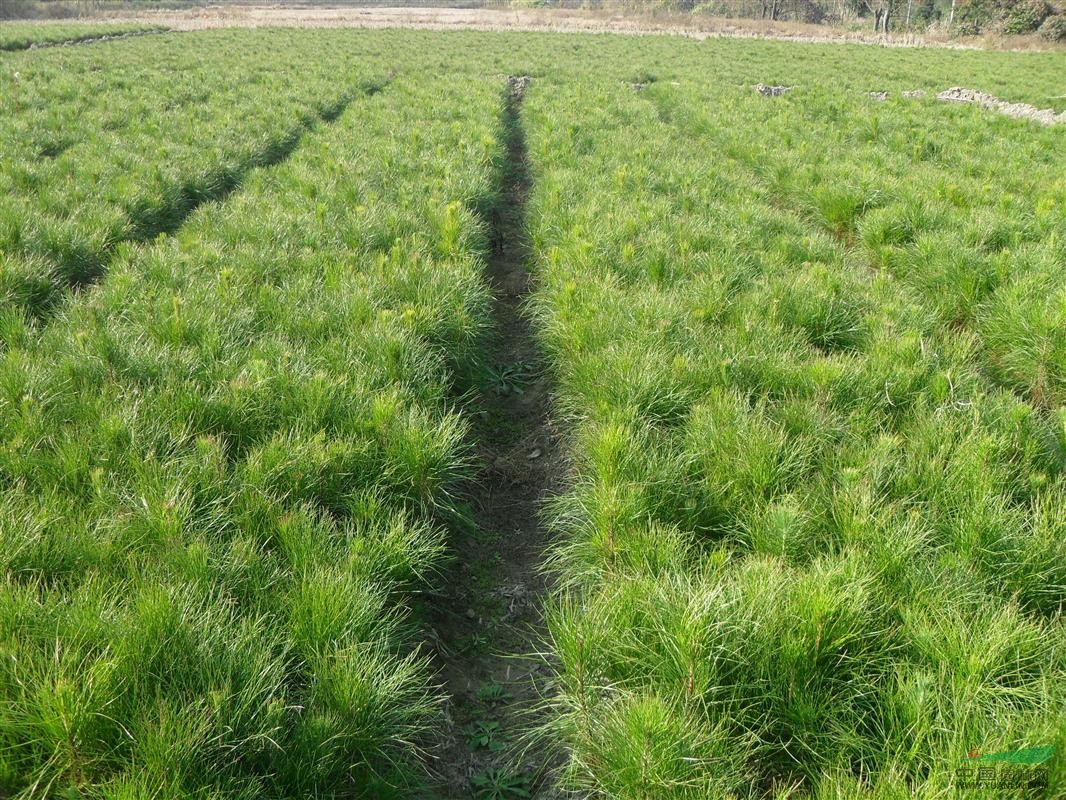 供應(yīng)各地區(qū)濕地松苗，江西濕地松苗河北濕地松苗植物基地 濕地松苗