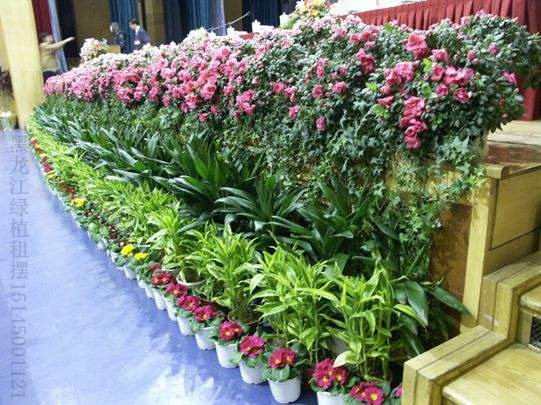 佳木斯綠植花卉租賃租擺15145001121黑龍江綠化帶修剪養(yǎng)護(hù)