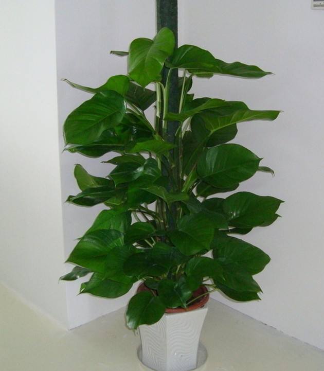 綠植批發(fā)合肥綠植批發(fā)公司圖片/綠植批發(fā)合肥綠植批發(fā)公司樣板圖 (3)