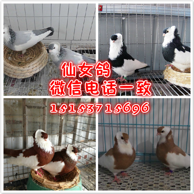 元寶鴿圖片/元寶鴿樣板圖 (4)