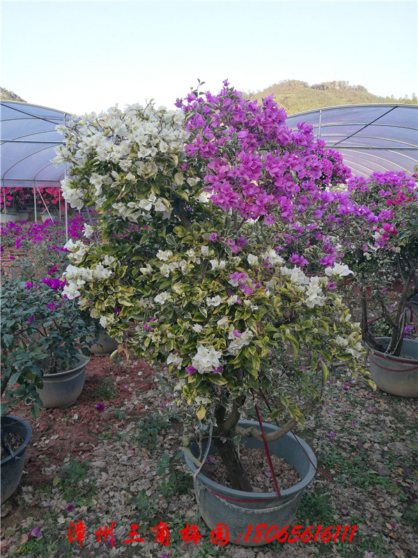 多色花三角梅 各種規(guī)格圖片/多色花三角梅 各種規(guī)格樣板圖 (3)