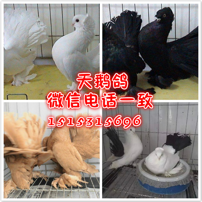 元寶鴿圖片/元寶鴿樣板圖 (4)