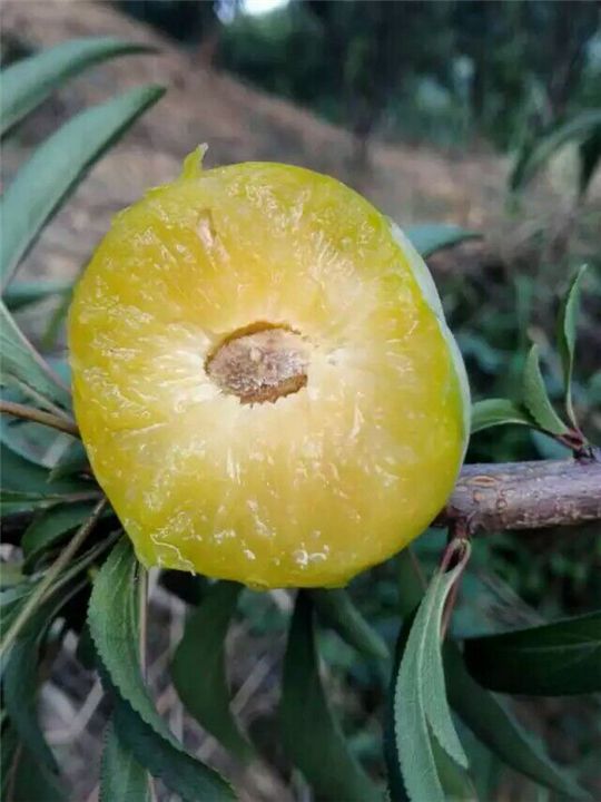 蜂糖李子苗 貴陽蜂糖李價格 蜂糖李種植技術(shù) 蜂糖李種植環(huán)境