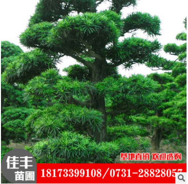 湖南瀏陽圖片/湖南瀏陽樣板圖 (3)
