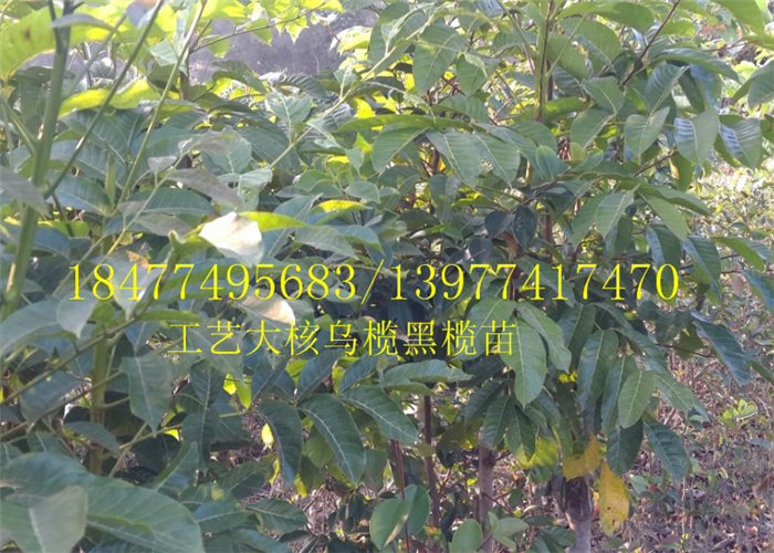 嫁接苗圖片/嫁接苗樣板圖 (2)