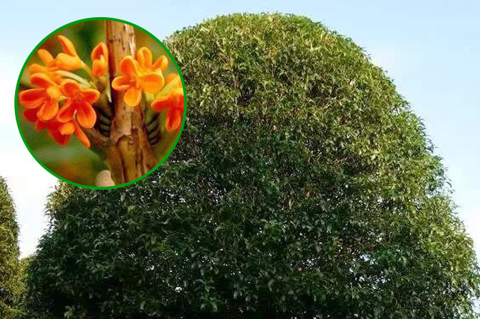 桂花苗圖片/桂花苗樣板圖 (2)