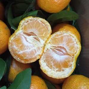 四會(huì)沙糖桔 全國(guó)配送 柑橘橙 *四會(huì)沙糖桔