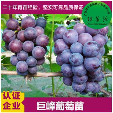 葡萄苗圖片/葡萄苗樣板圖 (2)