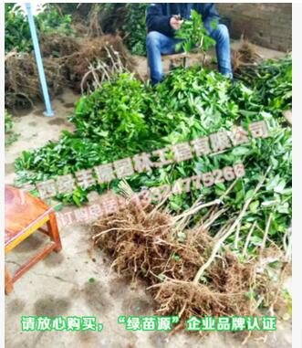 楊桃圖片/楊桃樣板圖 (4)