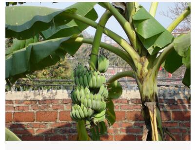 蕉苗圖片/蕉苗樣板圖 (3)