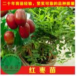 棗苗圖片/棗苗樣板圖 (2)