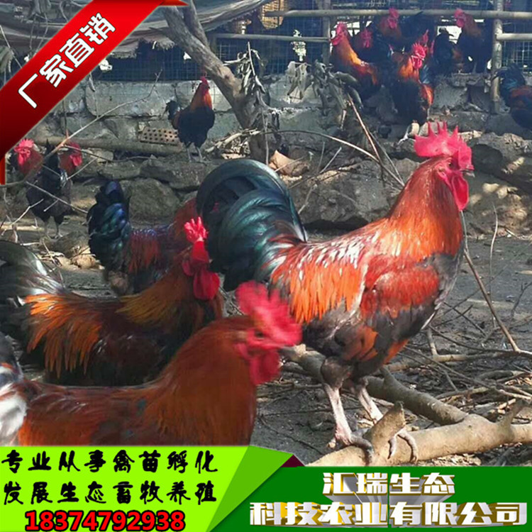 雞苗圖片/雞苗樣板圖 (2)