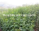 紅葉石楠圖片/紅葉石楠樣板圖 (1)