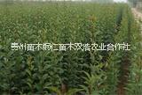 貴州圖片/貴州樣板圖 (4)