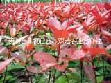 紅葉石楠圖片/紅葉石楠樣板圖 (2)