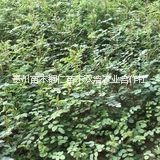 刺槐圖片/刺槐樣板圖 (2)