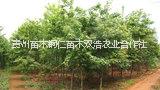 貴州圖片/貴州樣板圖 (3)