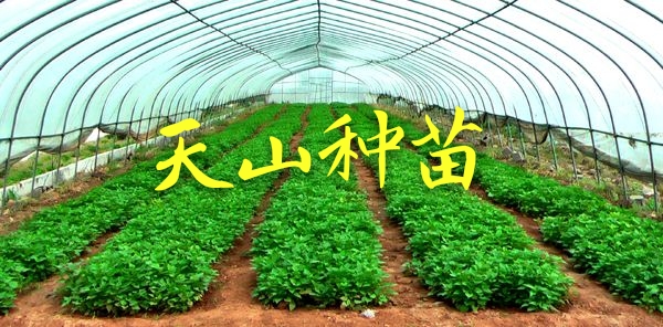 紅薯苗圖片/紅薯苗樣板圖 (4)