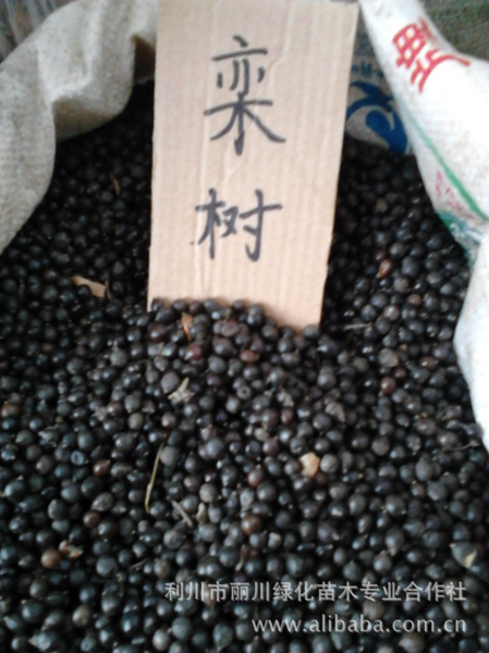 欒樹價(jià)格 欒樹種植 欒樹苗報(bào)價(jià) 欒樹供應(yīng)商 湖北欒樹苗價(jià)格 欒樹批發(fā)價(jià)格