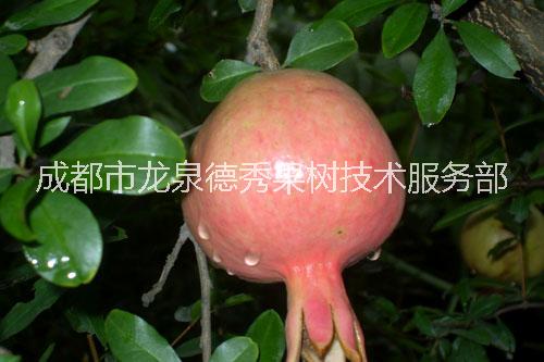 石榴苗養(yǎng)殖 石榴 石榴苗  石榴苗價(jià)格 石榴苗批發(fā) 大紅甜石榴苗
