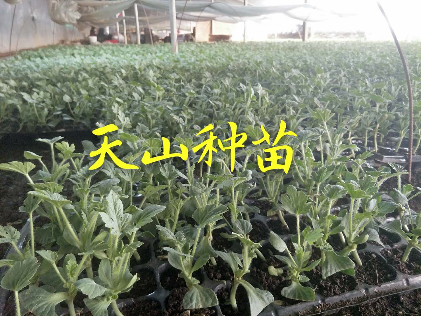 西瓜苗圖片/西瓜苗樣板圖 (3)