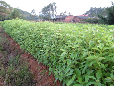 香樟圖片/香樟樣板圖 (4)