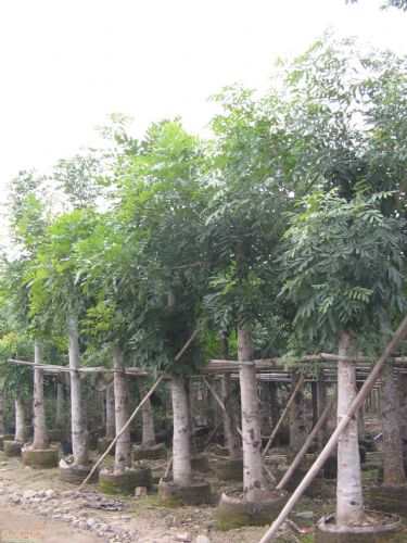 花心木圖片/花心木樣板圖 (2)