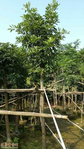 紅豆圖片/紅豆樣板圖 (3)