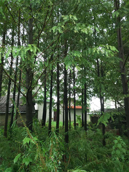 水杉圖片/水杉樣板圖 (2)