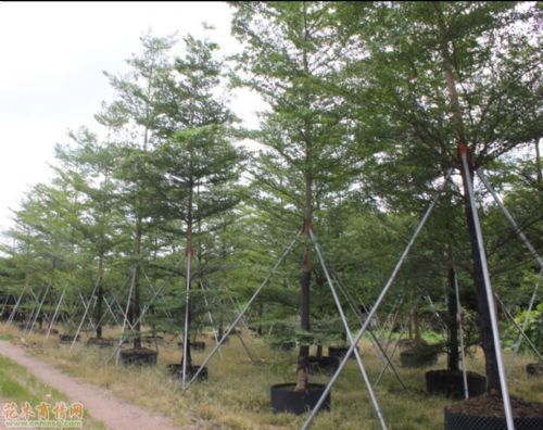 供應(yīng)小葉欖仁、各種喬木批發(fā)價(jià)格、小葉欖仁養(yǎng)殖基地