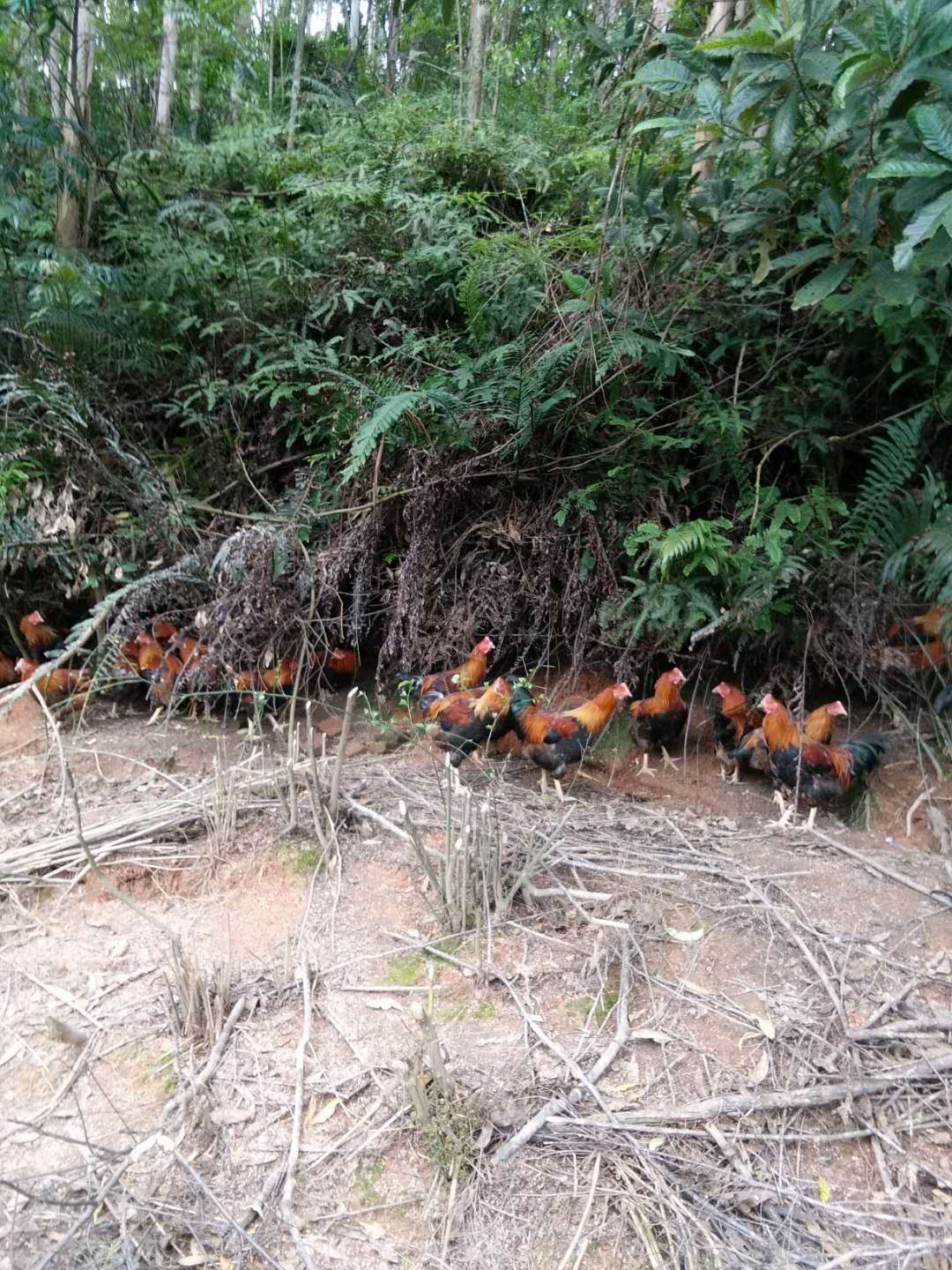 清远麻鸡小鸡 广东麻鸡供应商 清远麻鸡批发 专业培育清远麻鸡大、中、小鸡母鸡、阉鸡电话13553962132邓先生图片