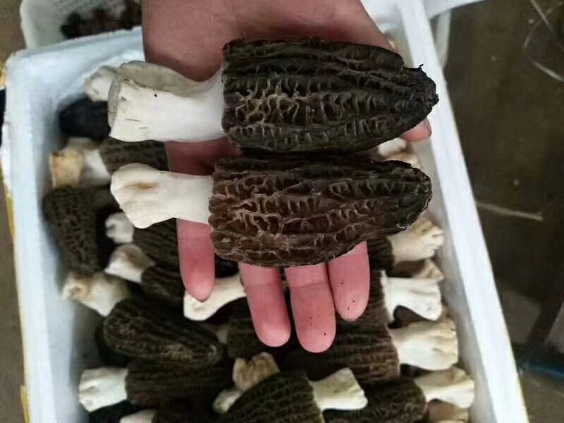 黑皮雞圖片/黑皮雞樣板圖 (1)