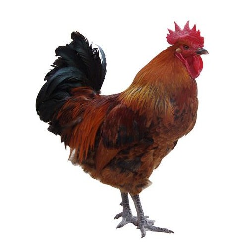 青腳麻雞圖片/青腳麻雞樣板圖 (4)