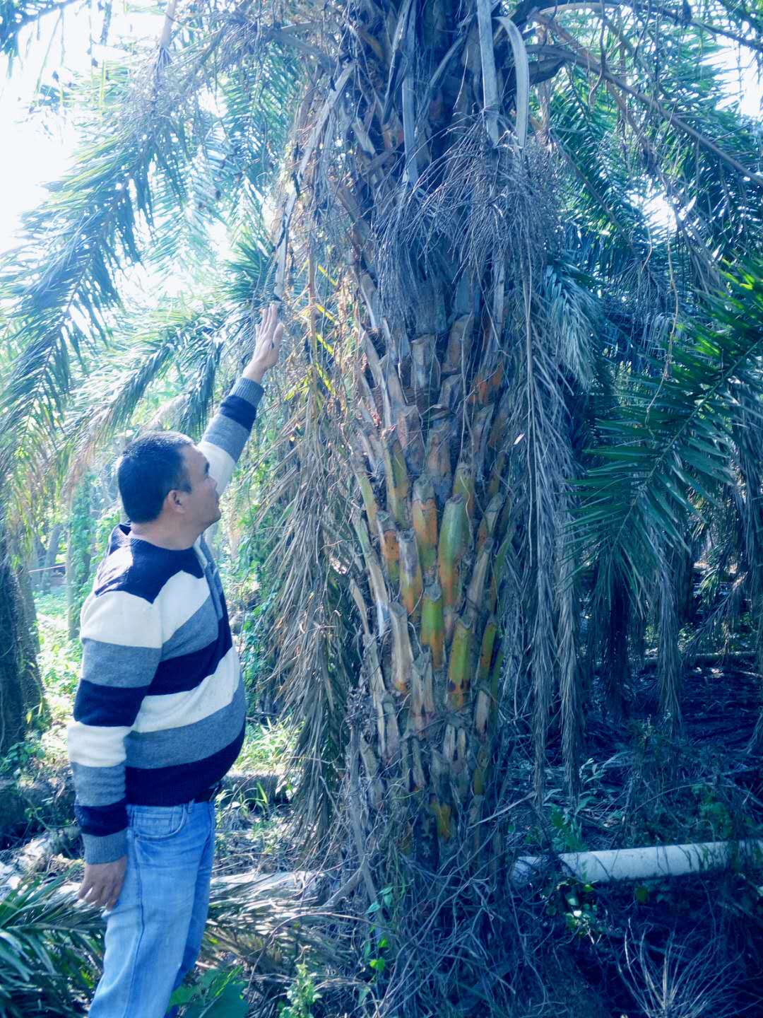 海棗圖片/海棗樣板圖 (3)