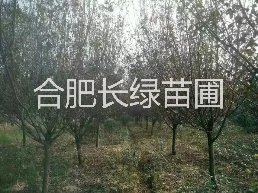 紅葉李圖片/紅葉李樣板圖 (3)