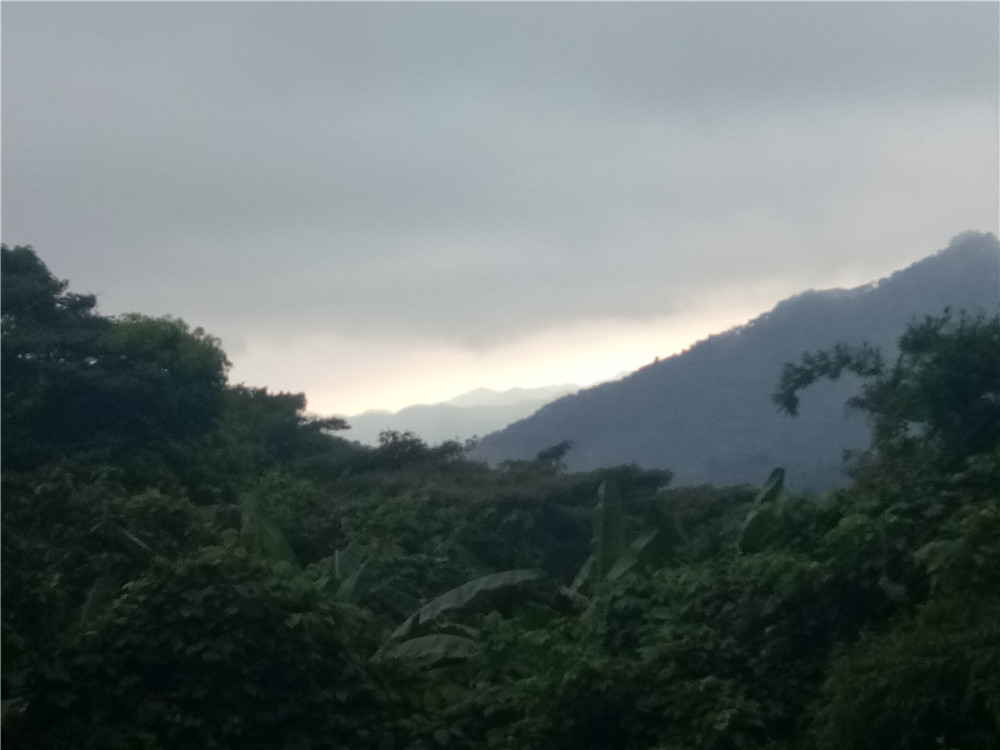 野生有机茶 野生有机茶批发 野生有机茶报价图片