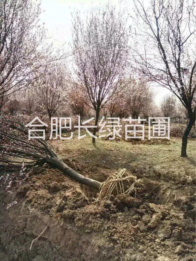 紅葉李圖片/紅葉李樣板圖 (2)