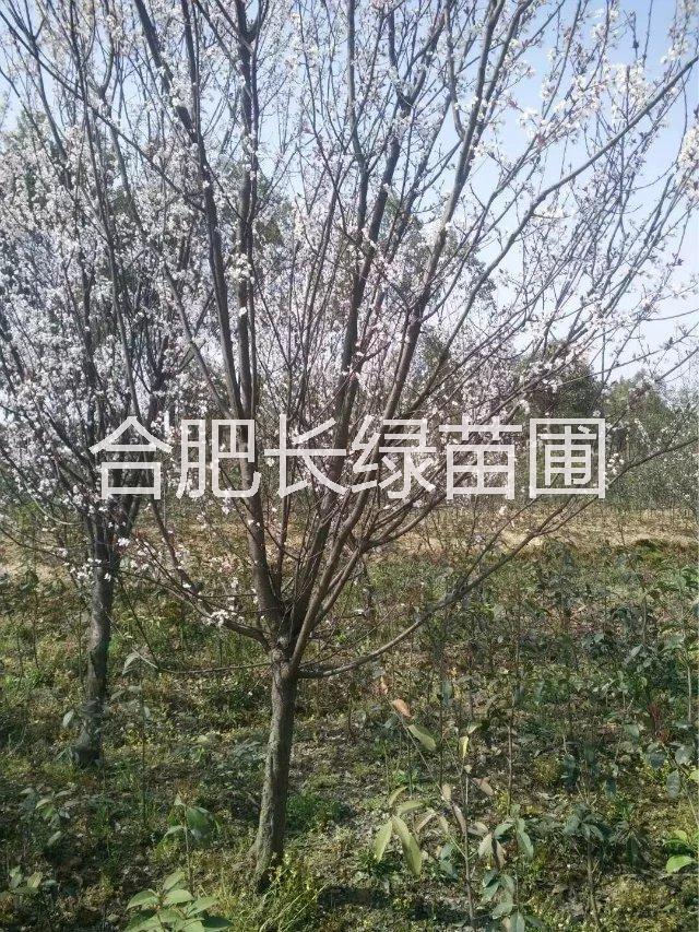 紅葉李圖片/紅葉李樣板圖 (2)