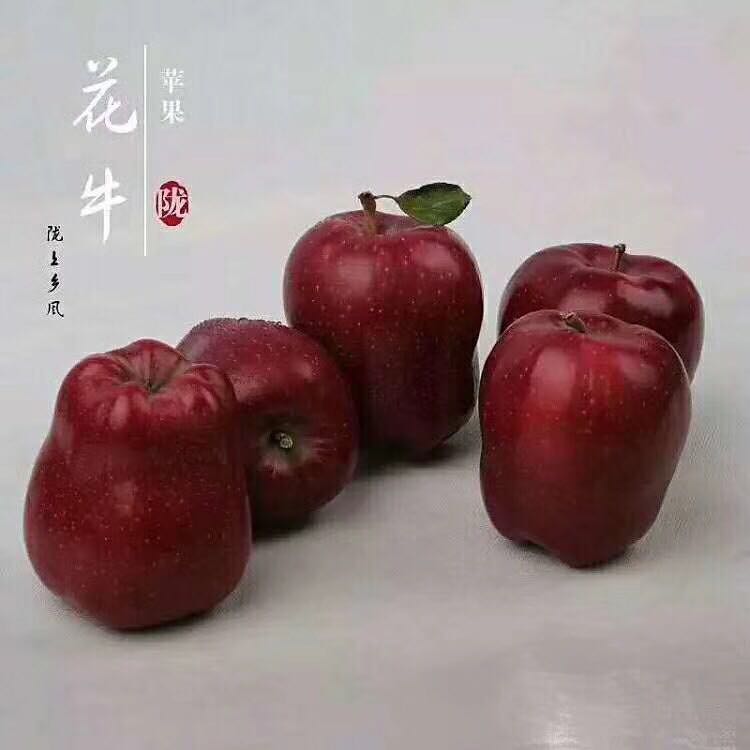 蘋果樹苗圖片/蘋果樹苗樣板圖 (3)