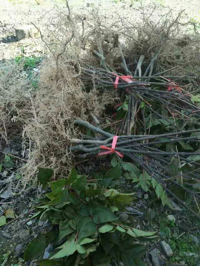 吴茱萸中花种植基地|广西吴茱萸中花种植基地|吴茱萸中花种植|吴茱萸中花种植价格