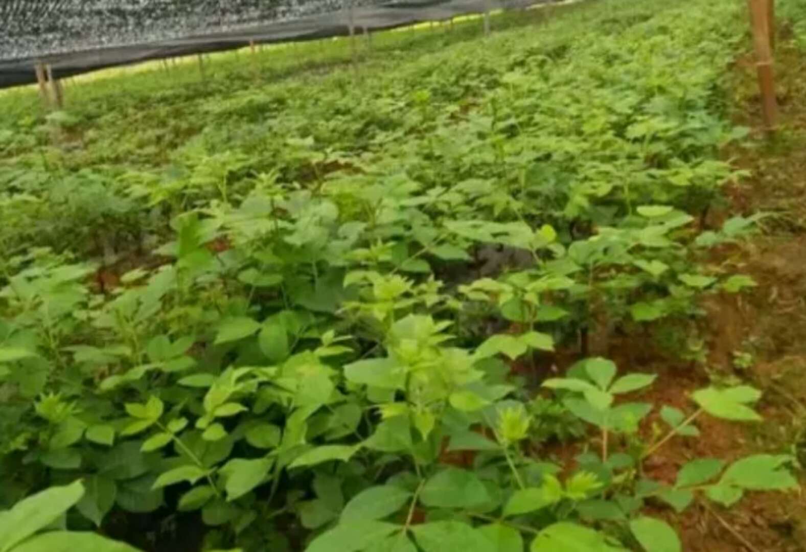 吳茱萸價(jià)格，吳茱萸苗_吳茱萸苗價(jià)格_優(yōu)質(zhì)吳茱萸苗批發(fā)/采購