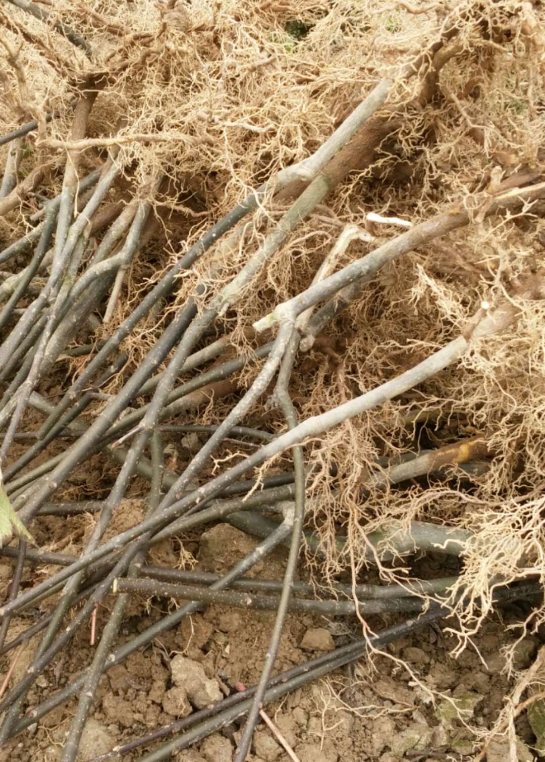 柳州市龙虎山吴茱萸厂家龙虎山吴茱萸，中花吴茱萸苗 广西中花吴茱萸苗报价