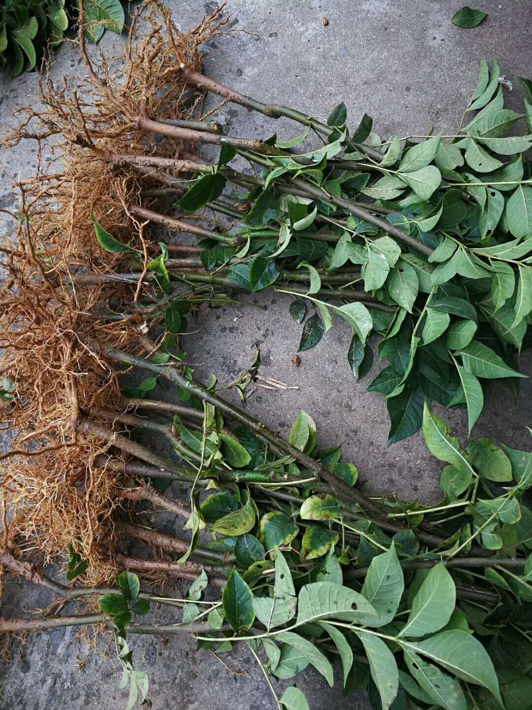 吳茱萸圖片/吳茱萸樣板圖 (4)